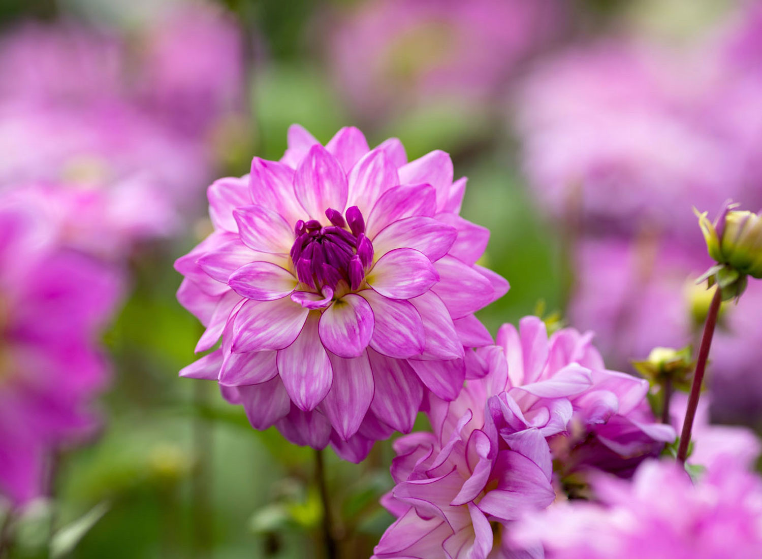 purple dahlia flower