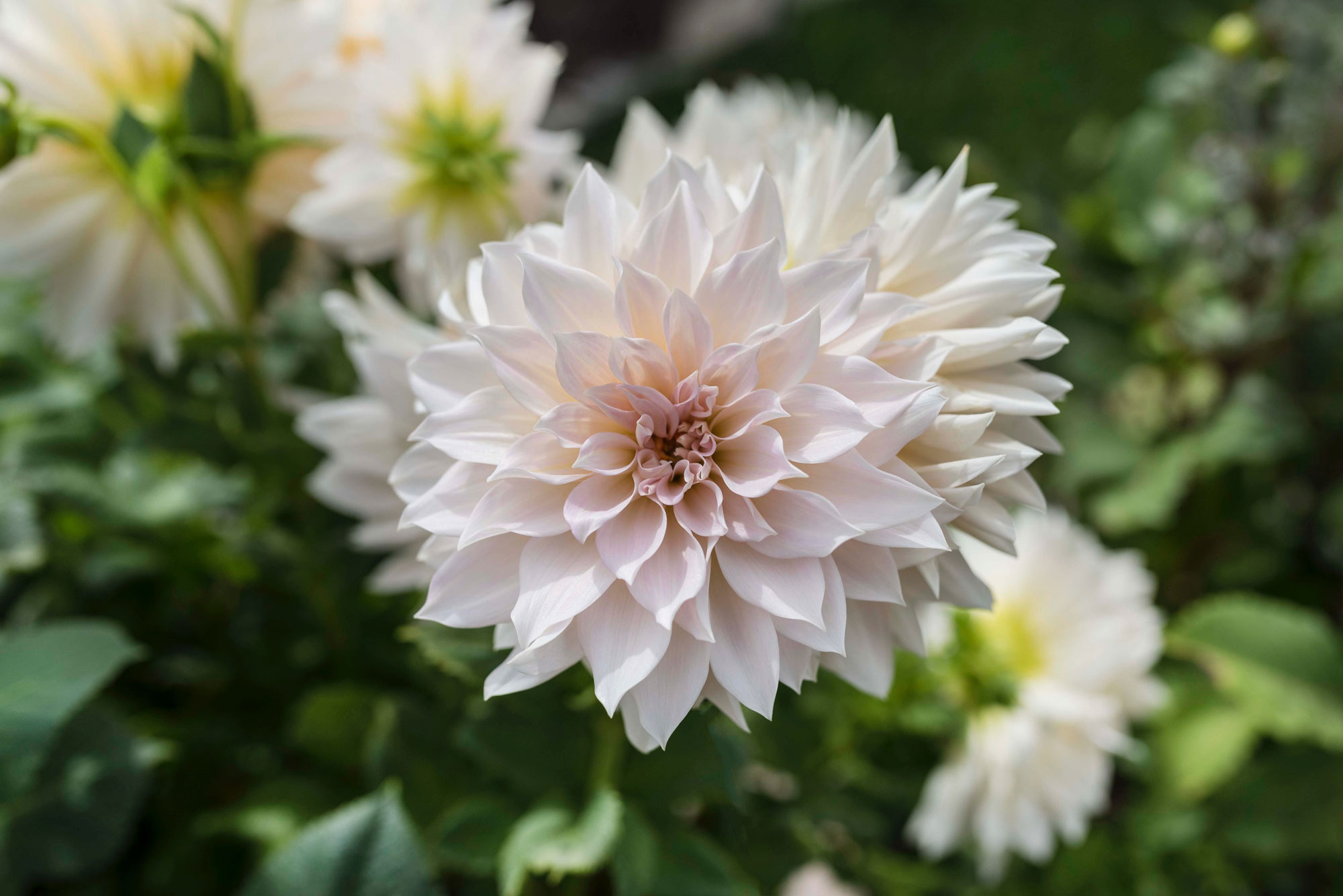 can-dahlias-change-color3.jpg