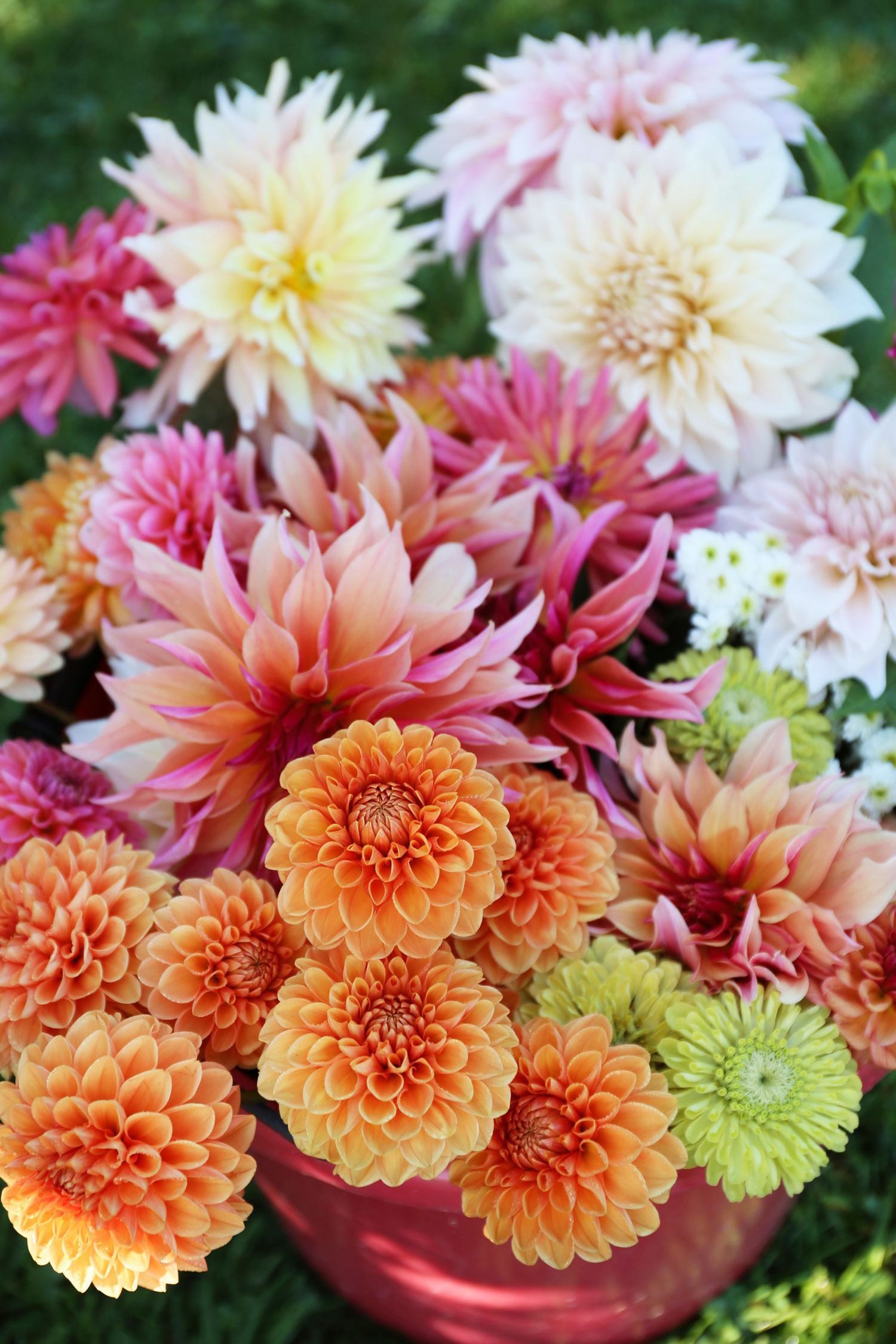 can-dahlias-change-color4.jpg