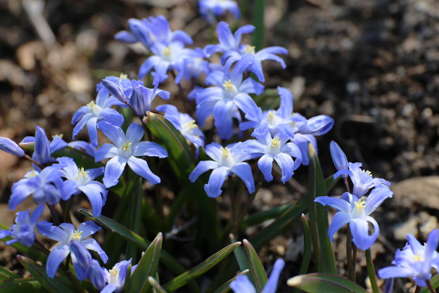 chionodoxa-b.jpg