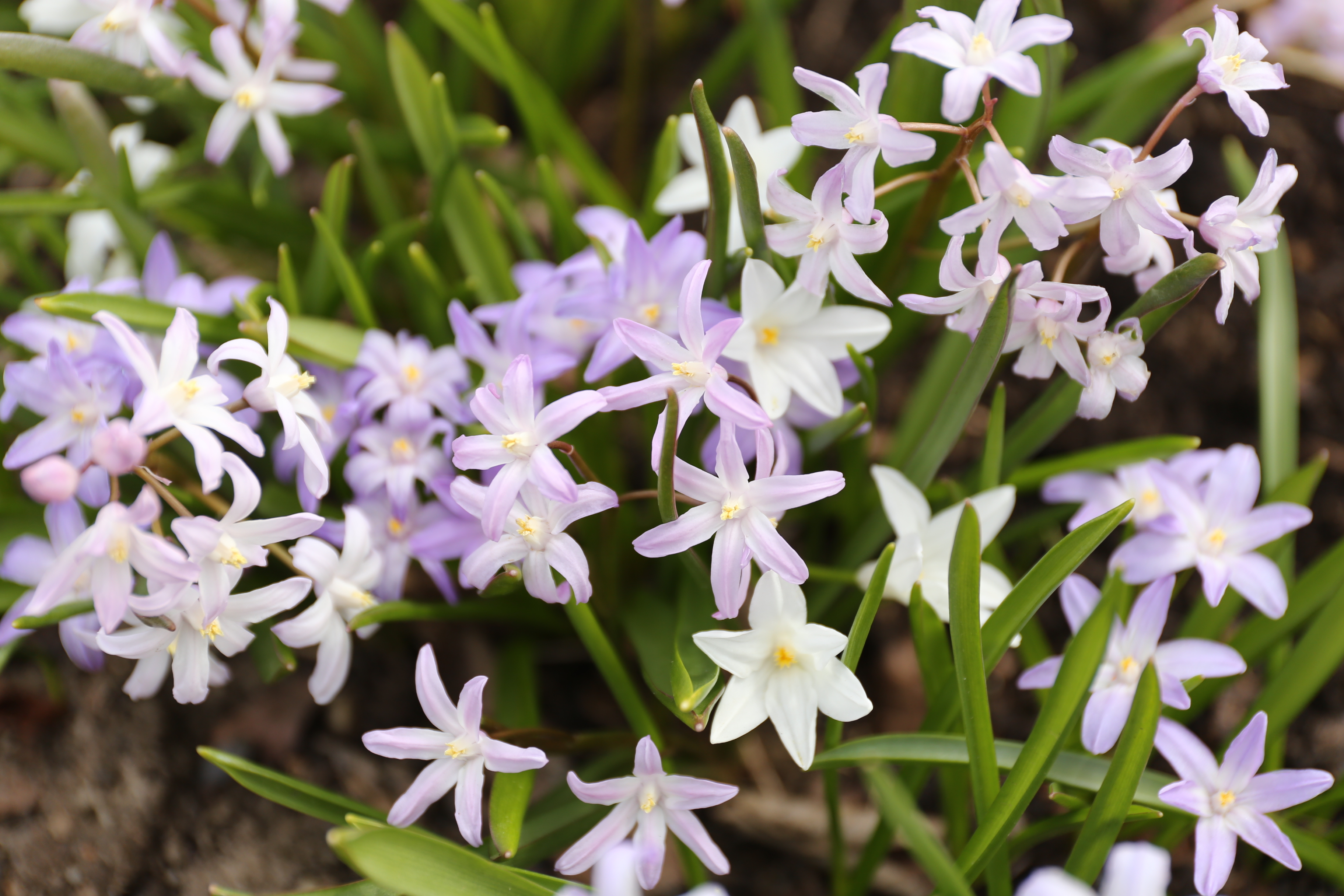 chionodoxa-img-4855.jpg