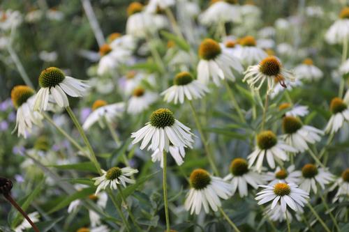 choosing-plants-for-sun-or-shade-6.jpg