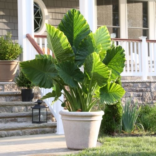 Types of Elephant Ears