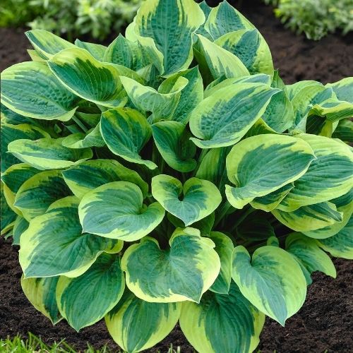 All About Hostas