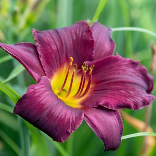 All About Daylilies