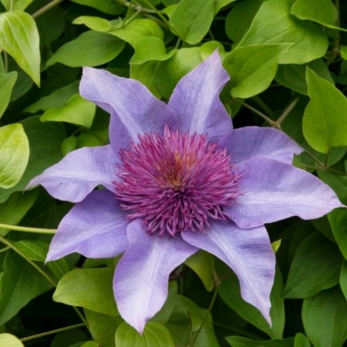 6 Tips for Growing Clematis