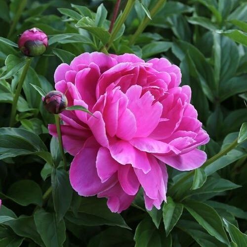 Peony/paeonia plant 'Lactiflora Neon' 3/5 eye bare root Shipping Apr 2024