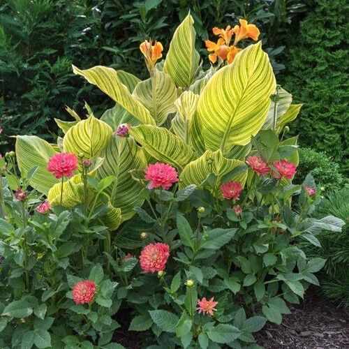 Heliopsis Punto Rosso - 1 starter plant - Longfield Gardens