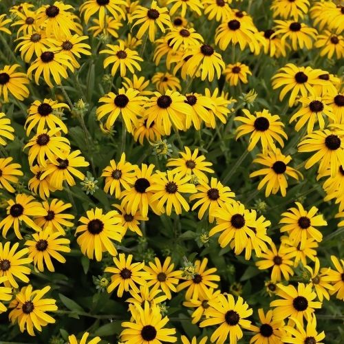  Best Perennials for Late Summer Color