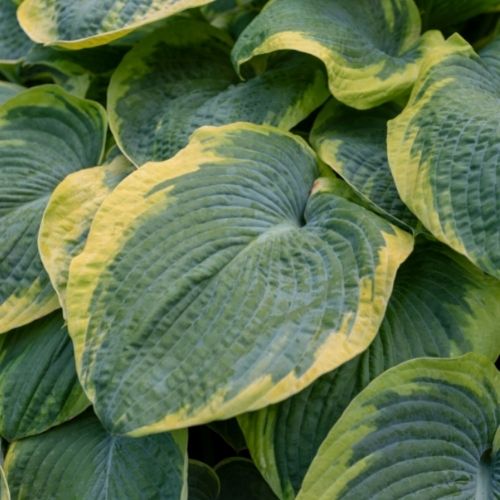 How To Get Creative With Hostas