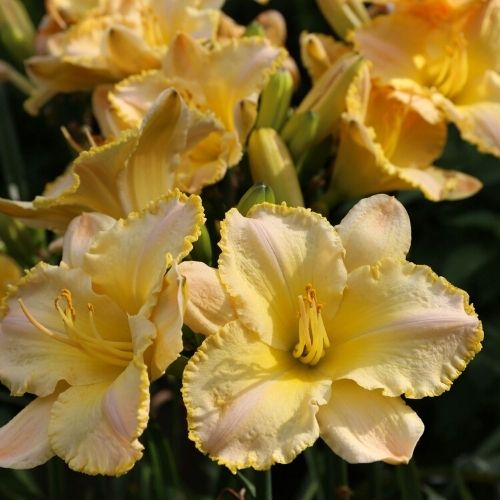 5 Tips for Growing Daylilies