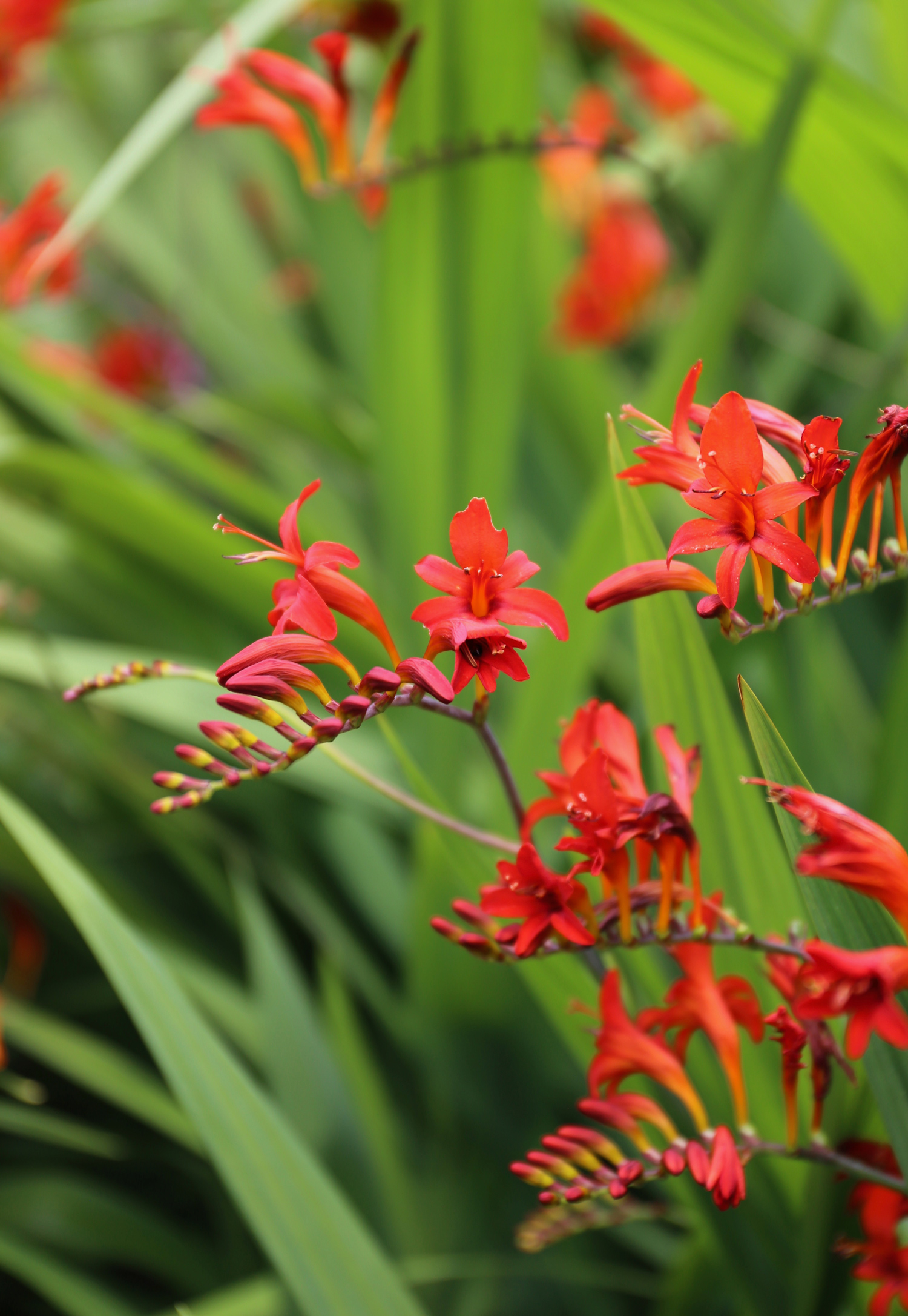 crocosmiaforhummingbirds1.jpg