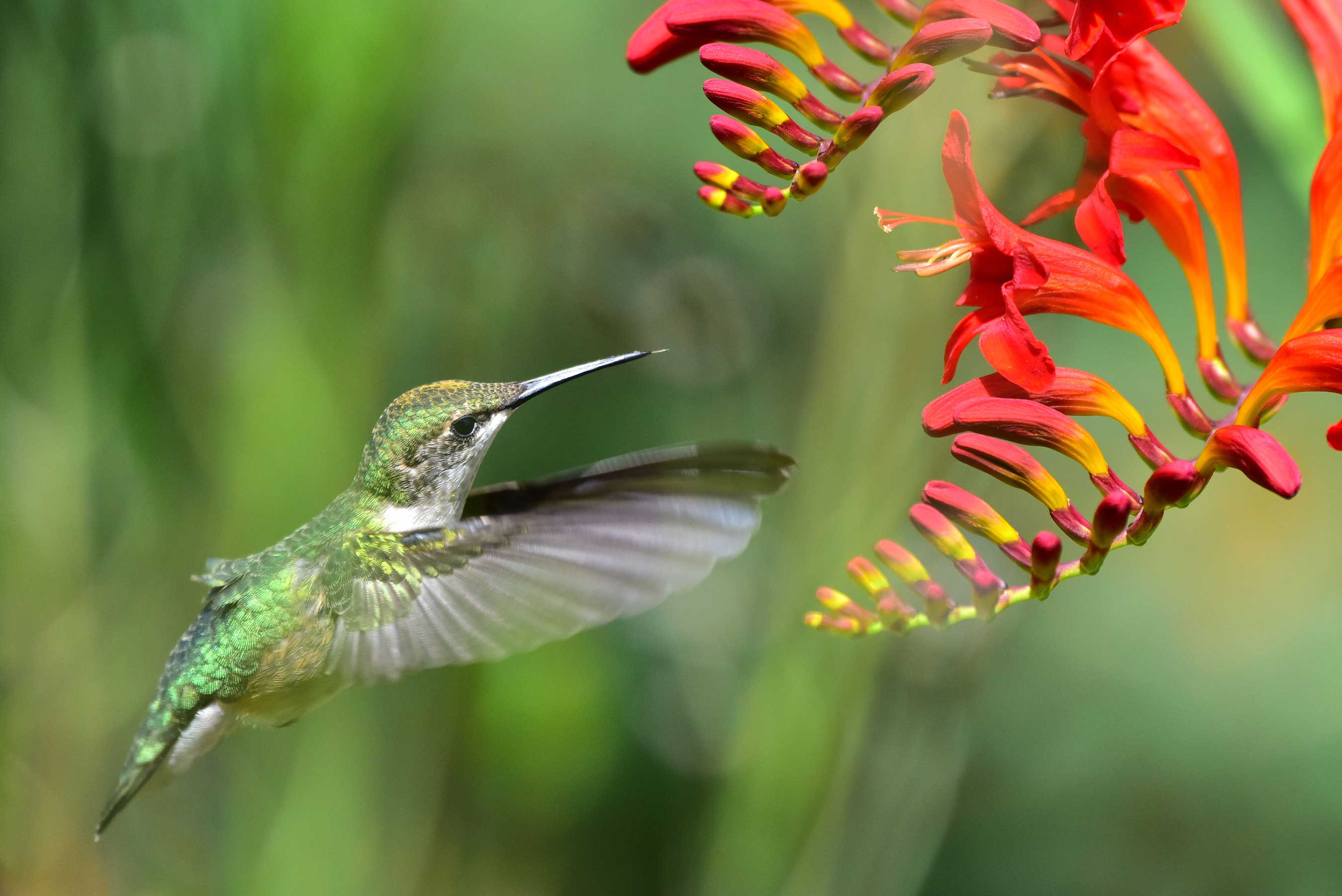 crocosmiaforhummingbirds2.jpg