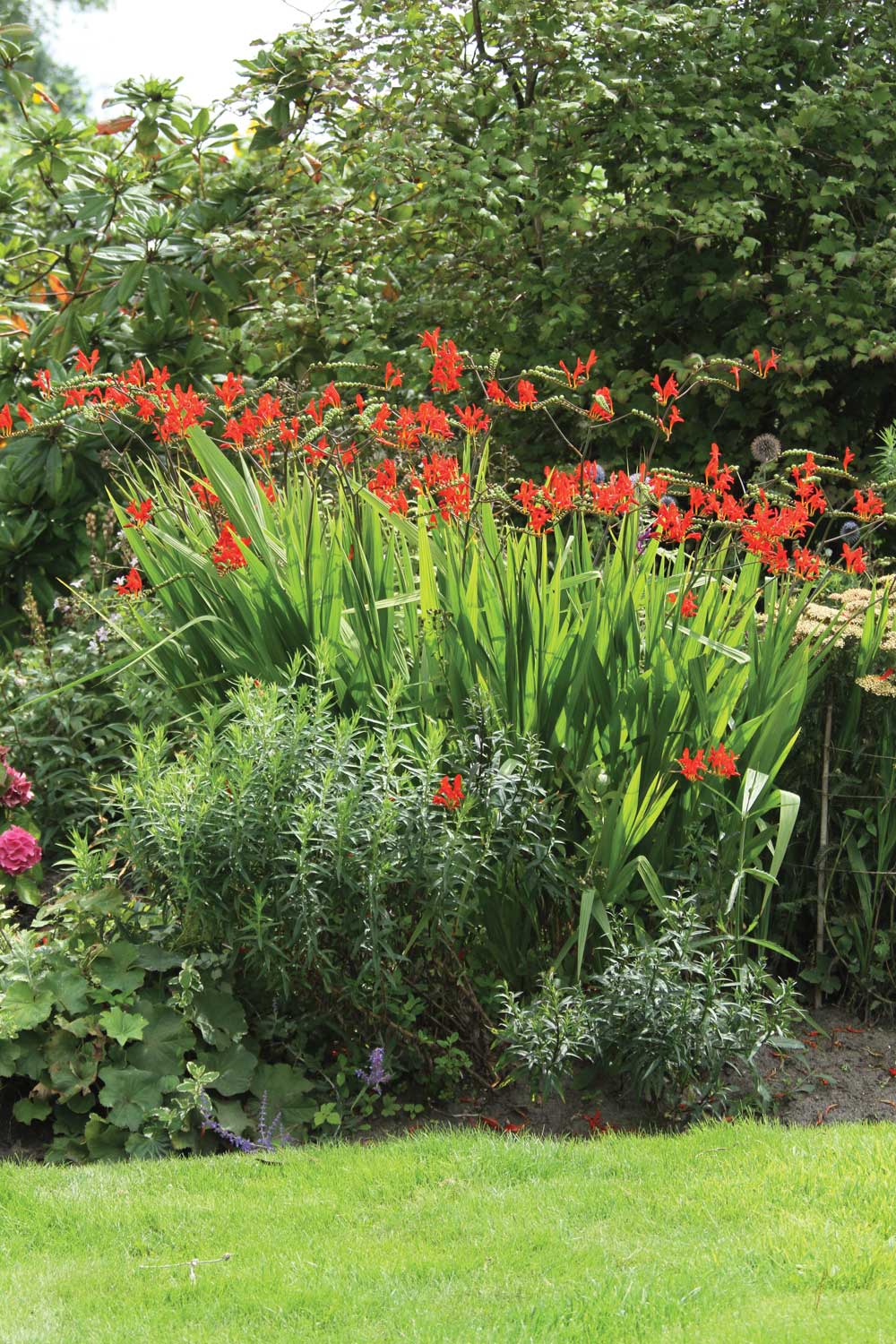 crocosmiaforhummingbirds4.jpg