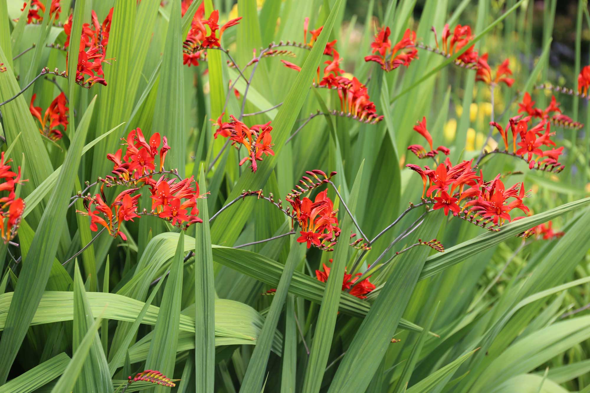 crocosmiaforhummingbirds5.jpg