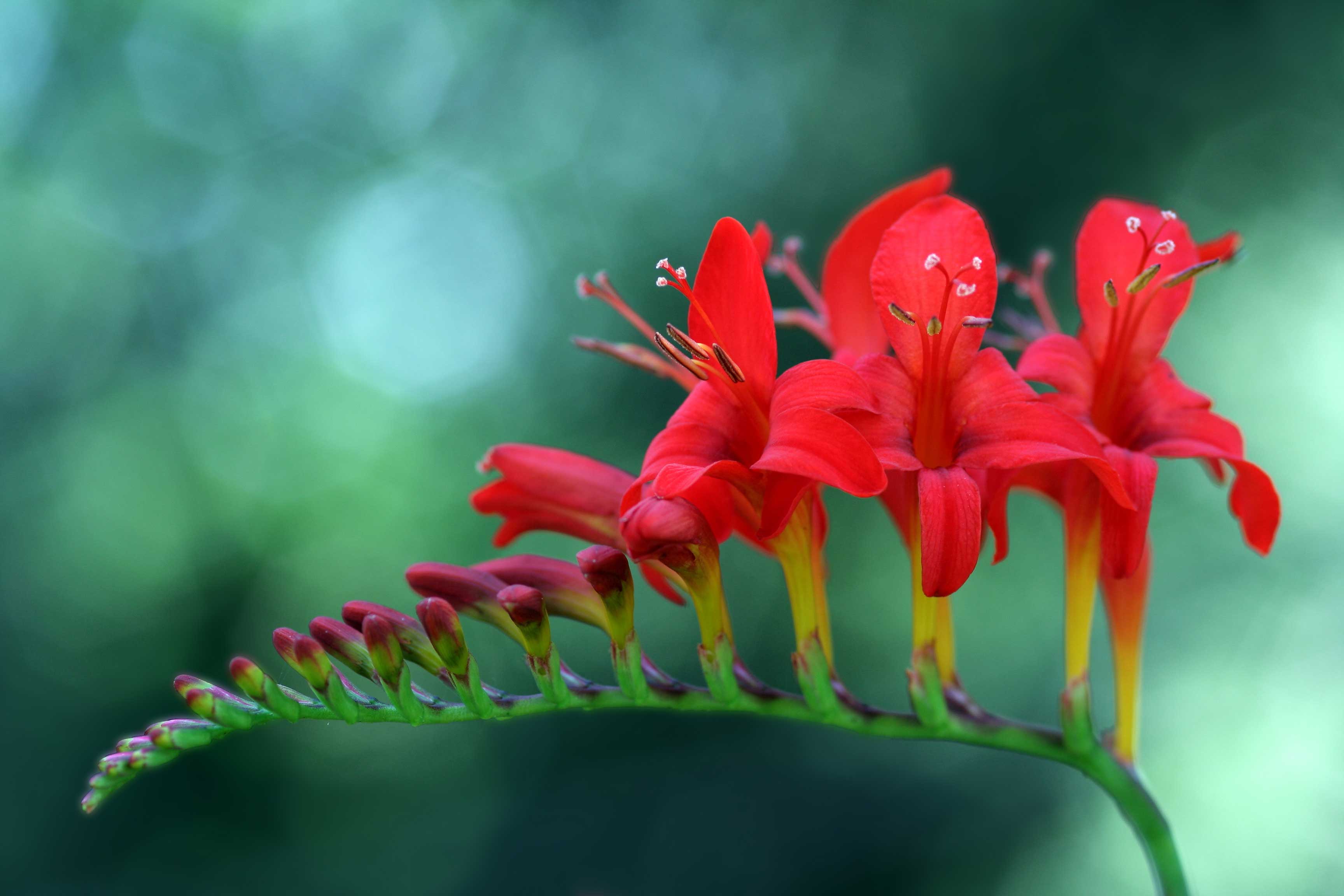 crocosmiaforhummingvirds3.jpg