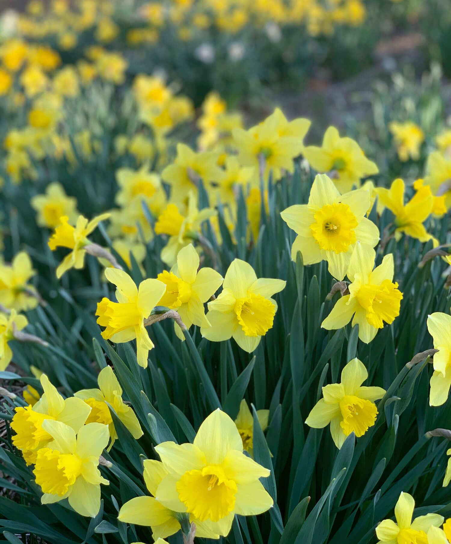 Daffodil Bulbs  Green Thumb Yard Care, LLC