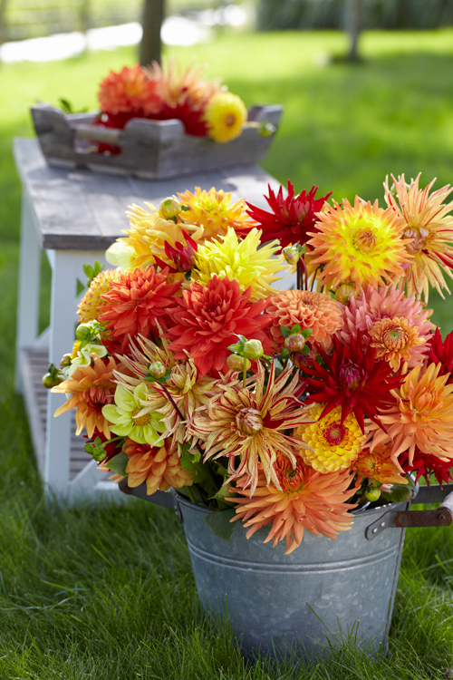 Types of Dahlias: Flower Styles and Sizes