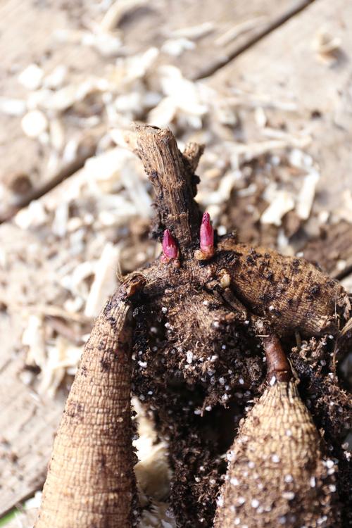 DIY How To Store Dahlia Tubers In Winter Gardenista 47 OFF