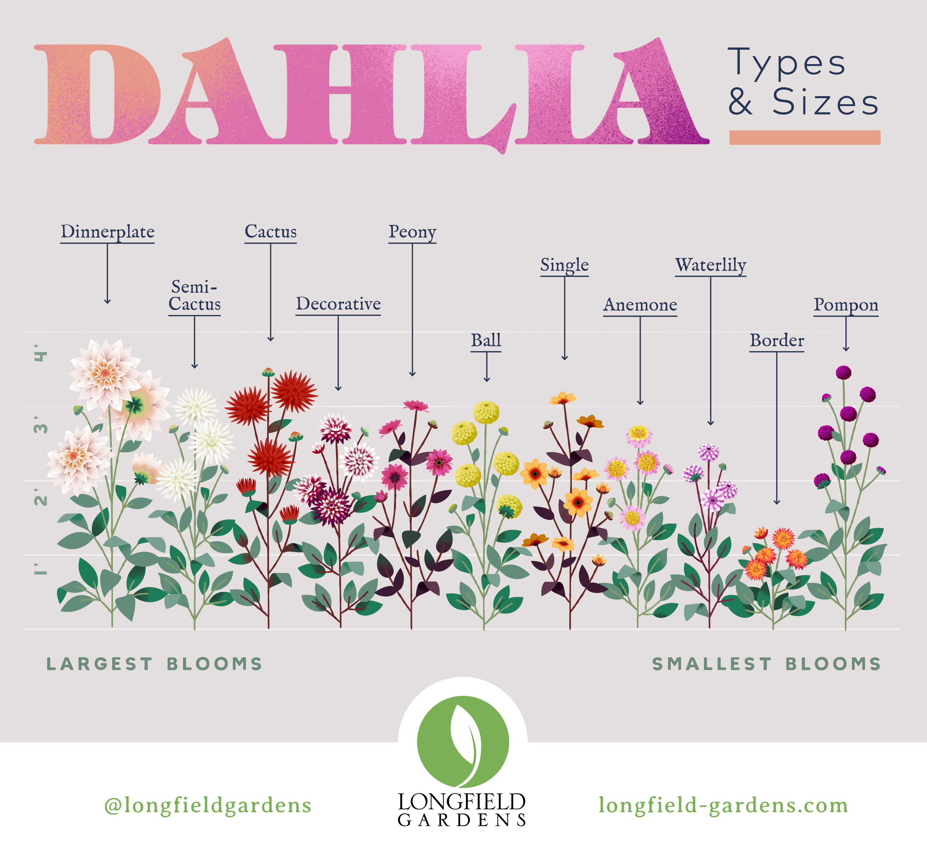 dahliasbloom-02-a-with-logo.jpg