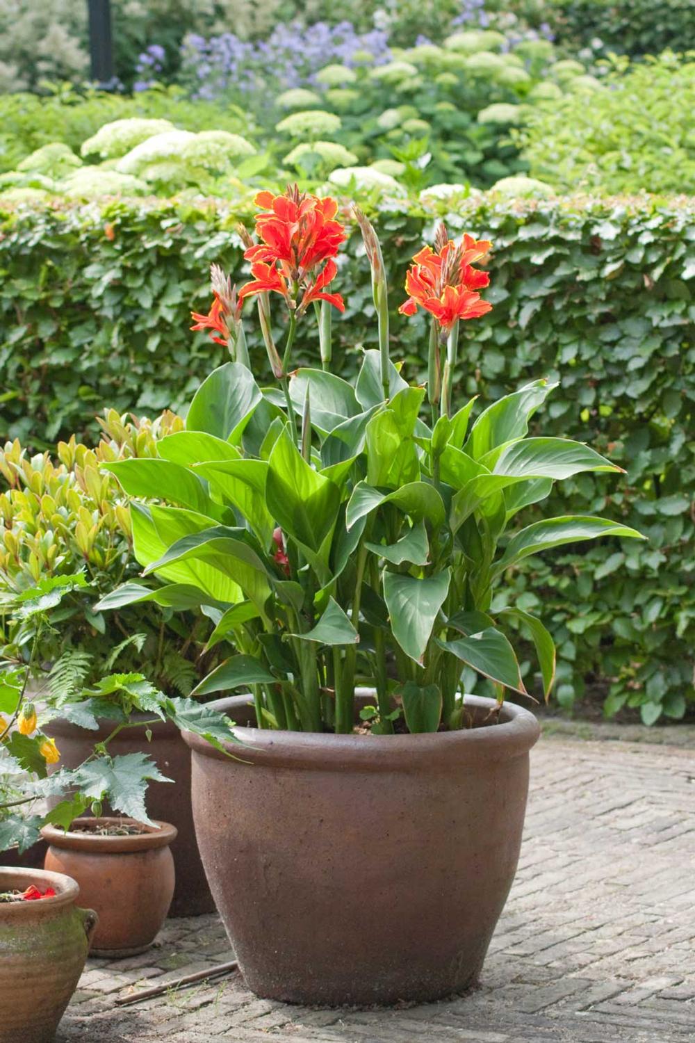 design-tips-for-growing-summer-bulbs-in-containers2.jpg