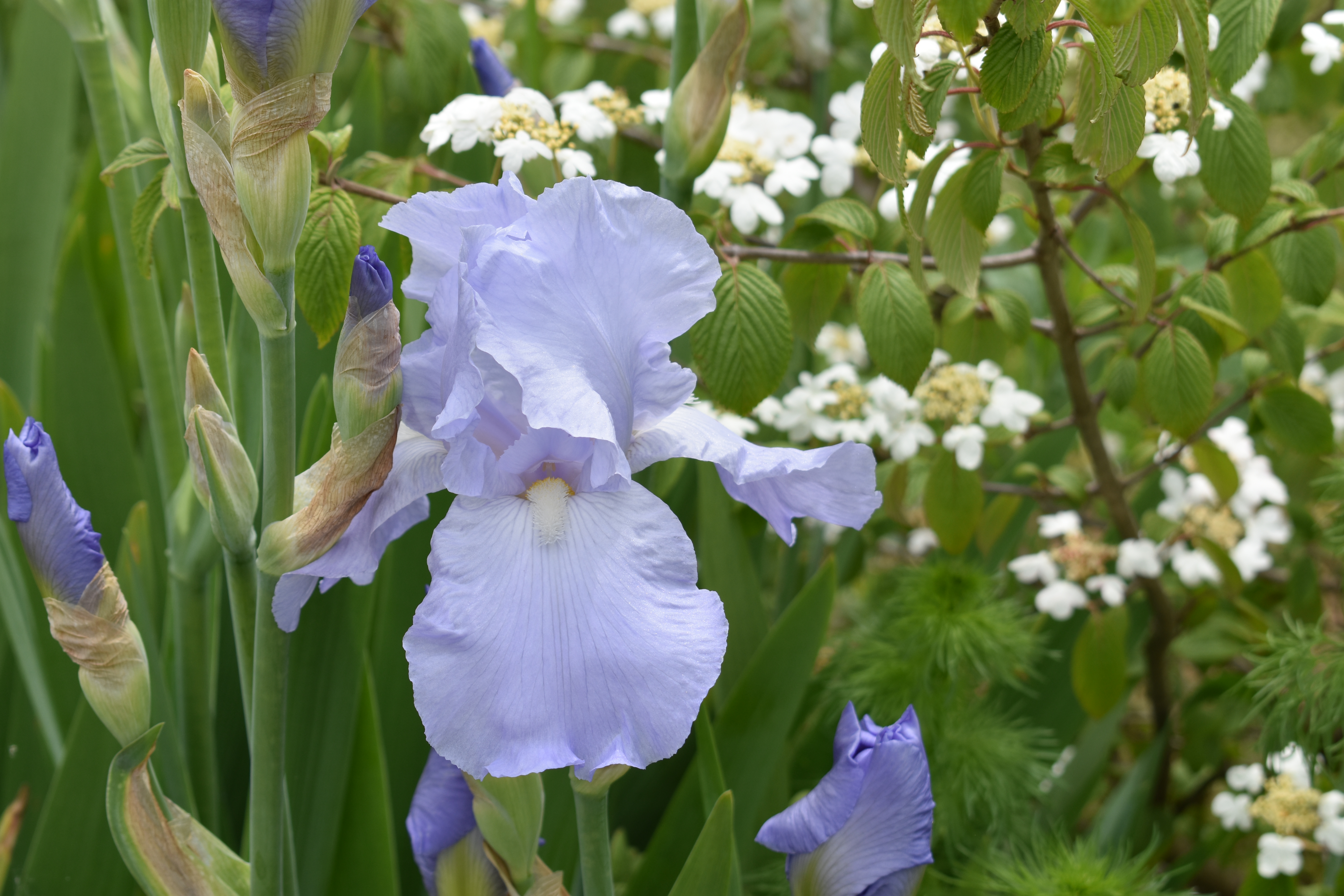 All About Bearded Iris