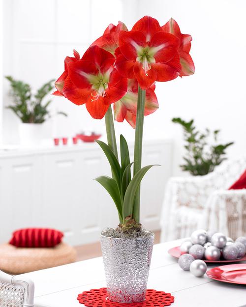 faq-indoor-flower-bulbs3.jpg