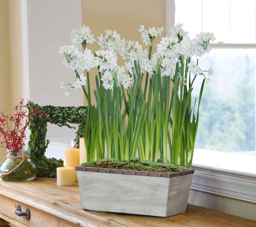 faq-indoor-flower-bulbs6.jpg