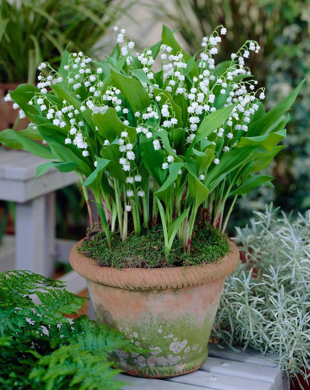 When Will My Wildflowers Bloom? - Homegrown Garden