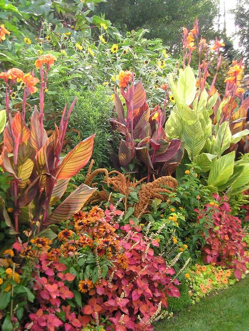 30 Best Tropical Canna Lily Varieties!  Canna lily, Canna lily  landscaping, Lily plants