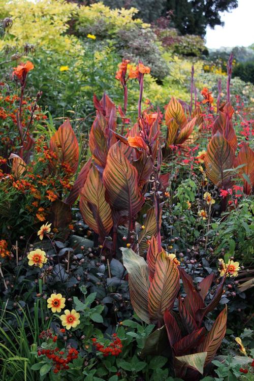 fresh-ideas-for-growing-cannas4.jpg