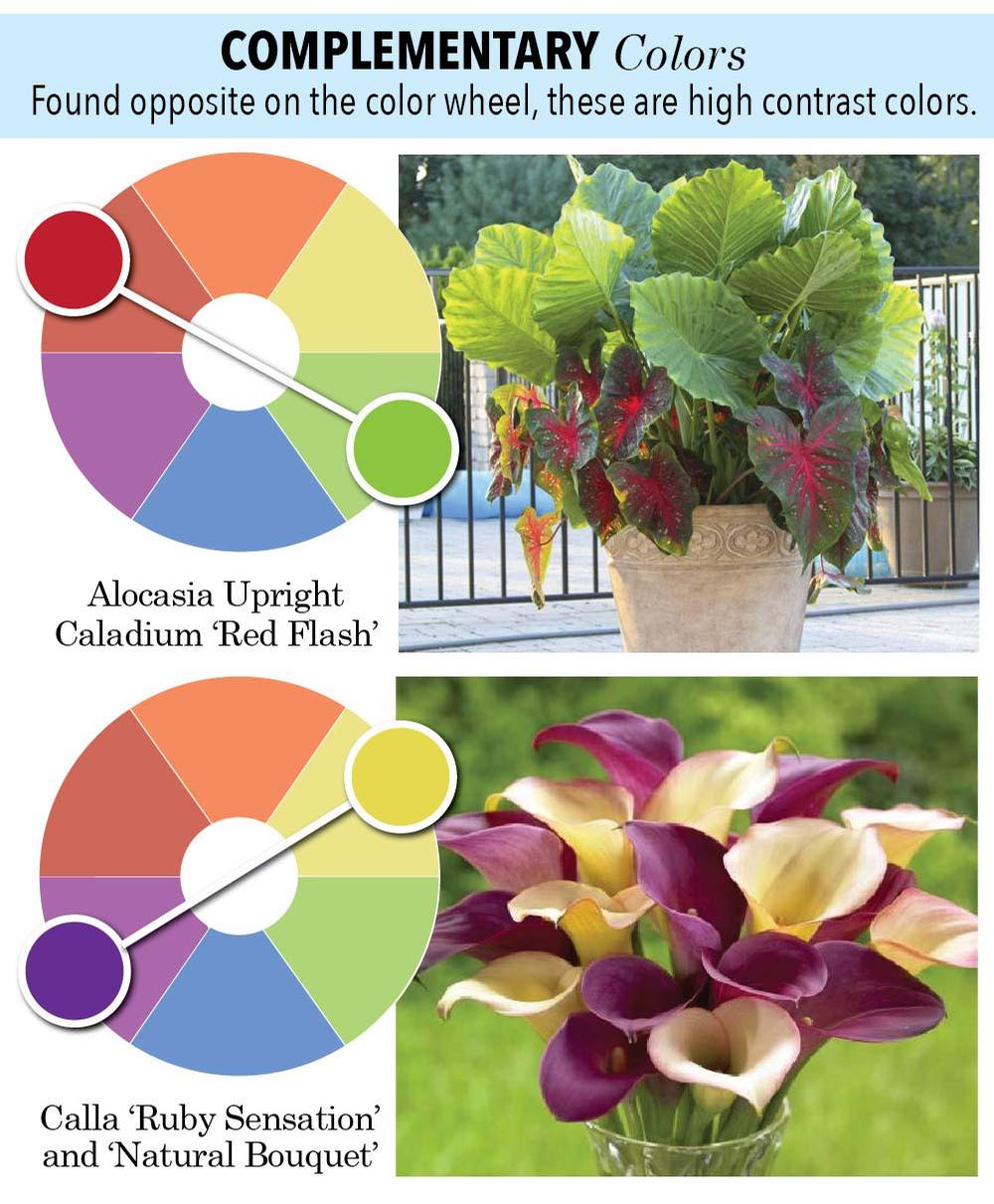 Using a Color Wheel to Select Flowers for Your Garden