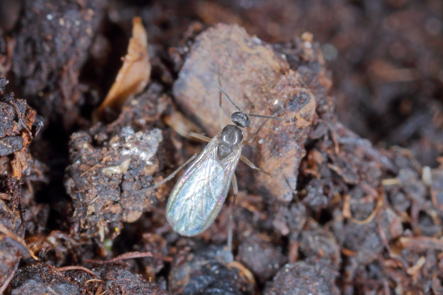 How to Control Fungus Gnats on Indoor Plants