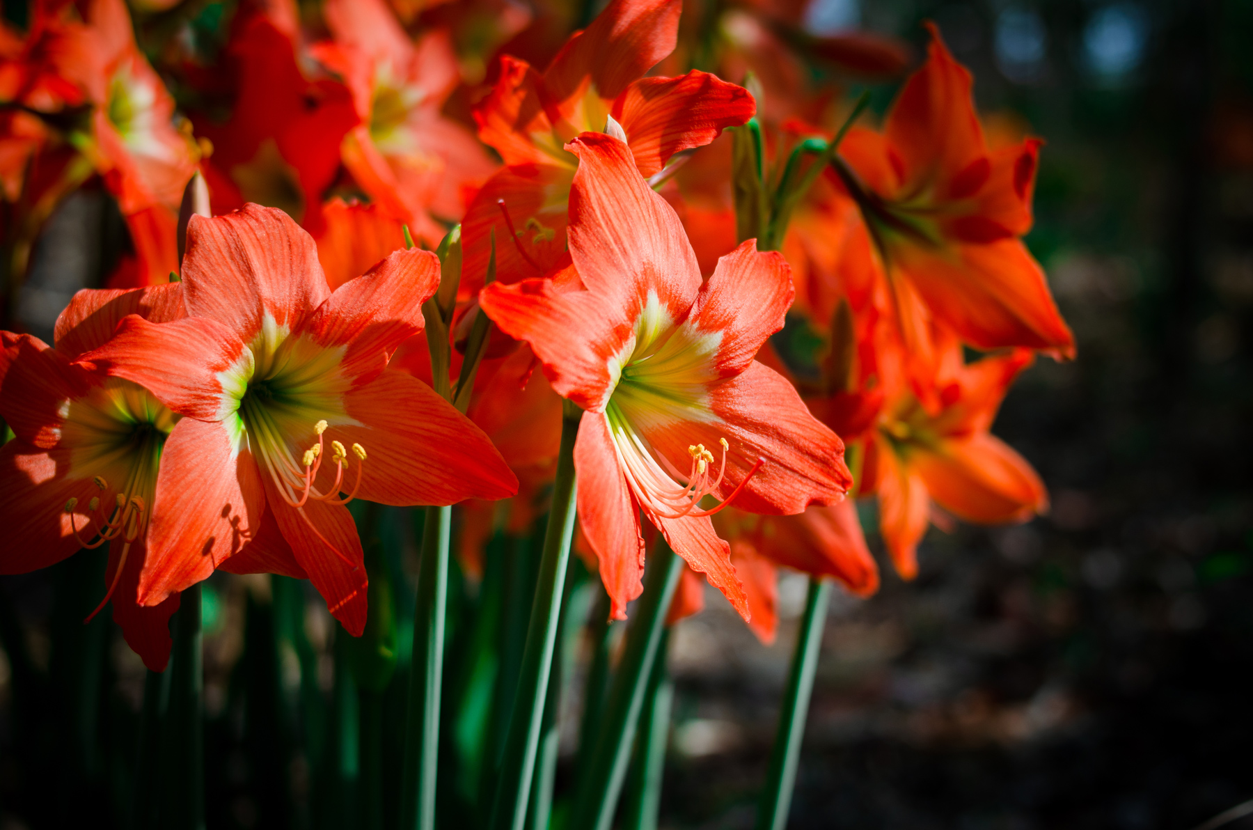 Growing and caring for amaryllis