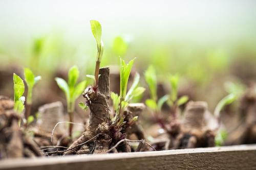 how-dahlias-are-propagated4.jpg