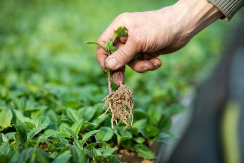 how-dahlias-are-propagated7.jpg