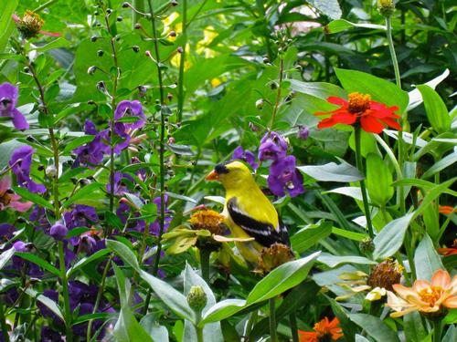 how-to-attract-birds-to-your-garden-3.jpg