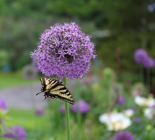 how-to-attract-butterflies-to-your-garden-1.jpg