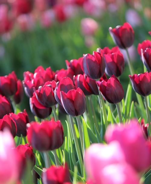 how-to-care-for-spring-flower-bulbs-after-they-bloom1.jpg