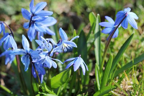 how-to-care-for-spring-flower-bulbs-after-they-bloom5.jpg