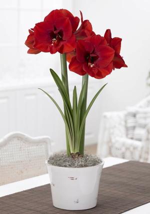 how-to-choose-a-quality-amaryllis-bulb2.jpg