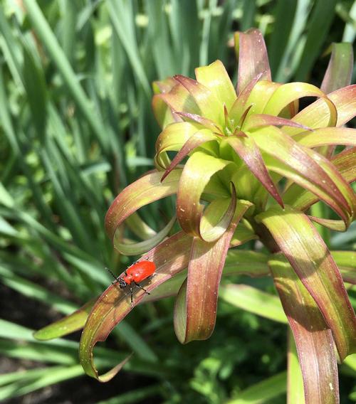 how-to-control-red-lily-leaf-beetles1.jpg