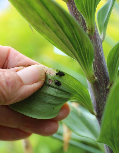 how-to-control-red-lily-leaf-beetles3.jpg