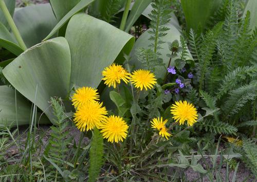 how-to-control-weeds-in-your-flower-garden-1.jpg