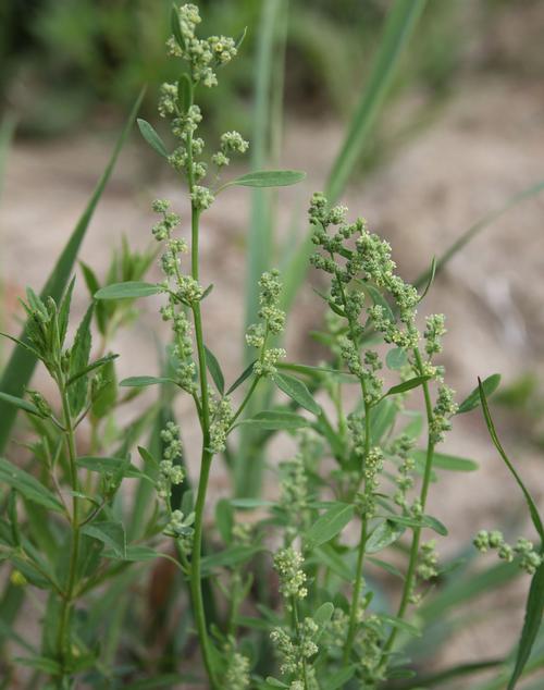 how-to-control-weeds-in-your-flower-garden-3.jpg