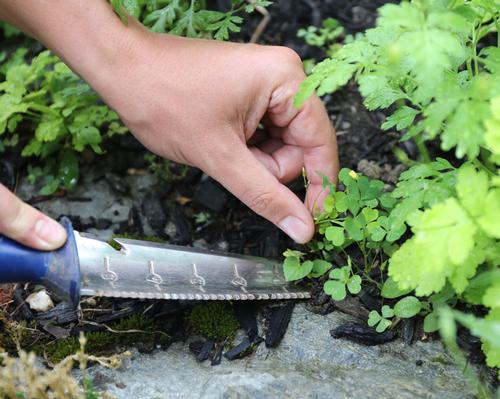 how-to-control-weeds-in-your-flower-garden-4.jpg