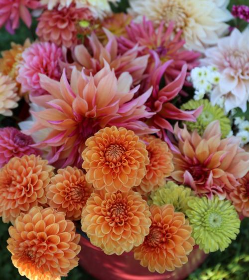 Assorted Bulk Fresh Cut Straw Flower