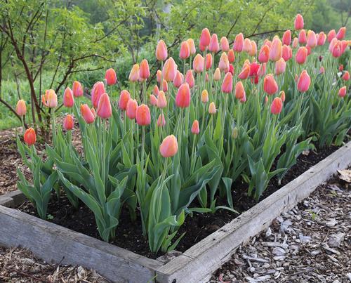 Cut Flower Gardens