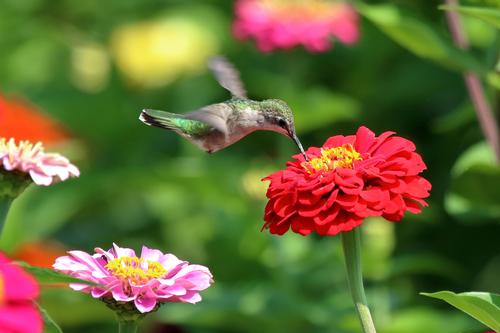 how-to-design-a-hummingbird-garden-1.jpg
