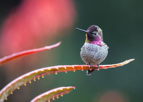 hummingbird garden design